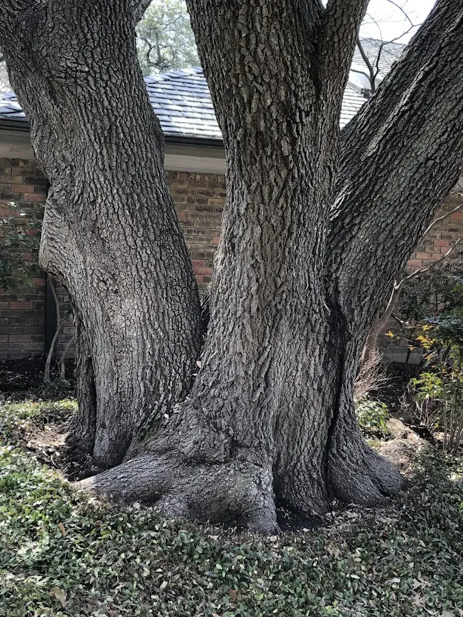 Mature heritage tree close to a Stetsonville property cared for by certified arborists